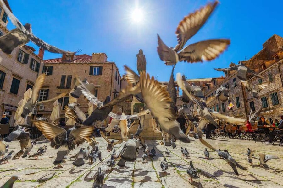 From Makarska Riviera : Dubrovnik Small Group Tour - Who should book this Dubrovnik day trip?