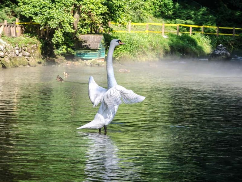 Sarajevo: Vrelo Bosne Nature Park Private Tour - Swans, water features, and space for children